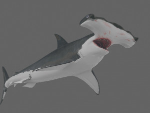 Hammerhead Shark 8K- 3d animated 3D Модель