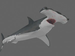Hammerhead Shark 8K- 3d animated 3D Model