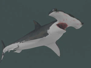 Hammerhead Shark 8K- 3d animated 3D Model