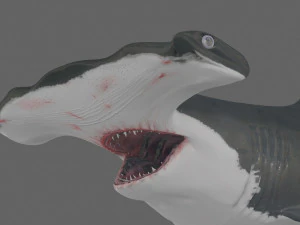 Hammerhead Shark 8K- 3d animated 3D Model