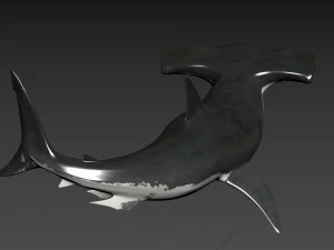 Hammerhead Shark 8K- 3d animated 3D Model
