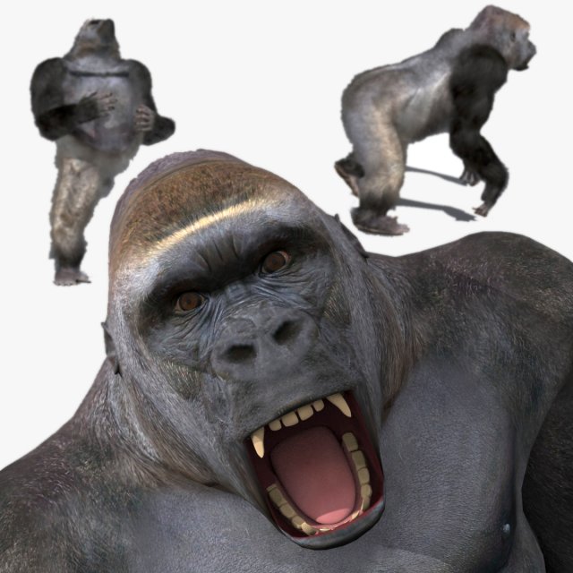 King Kong Silverback Gorilla 8K- 3d animated 3D-Modell .c4d .max .obj .3ds .fbx .stl .blend 