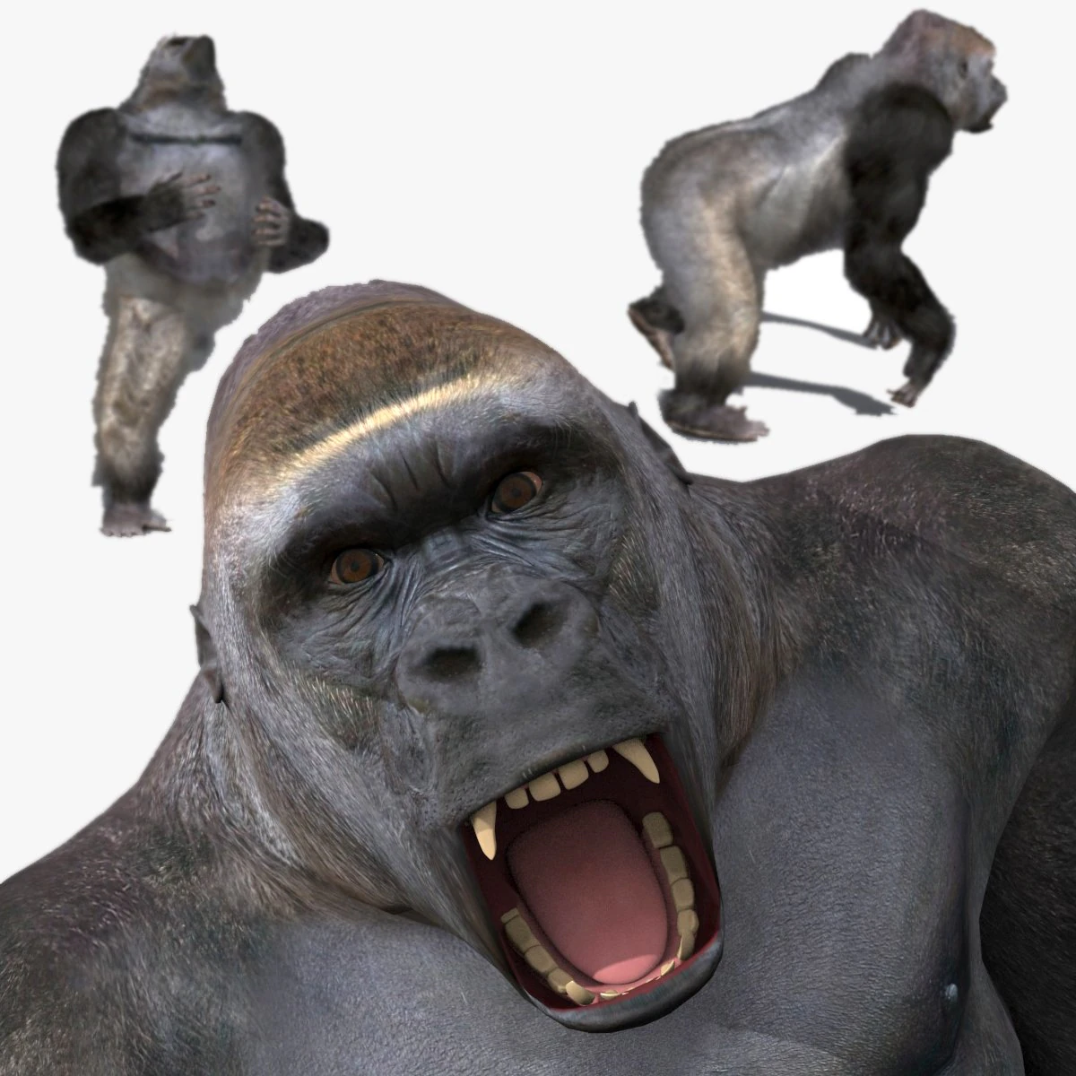 King Kong Silverback Gorilla 8K- 3d animated 3D Model .c4d .max .obj .3ds .fbx .stl .blend 