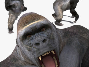 King Kong Silverback Gorilla 8K- 3d animated 3D Model