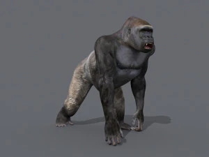 King Kong Silverback Gorilla 8K- 3d animated 3D Model