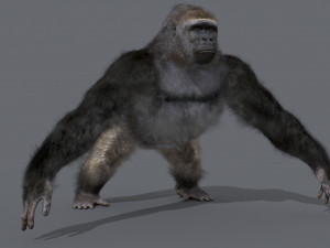 King Kong Silverback Gorilla 8K- 3d animated 3D-Modell