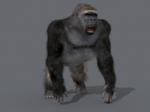 King Kong Silverback Gorilla 8K- 3d animated 3D-Modell