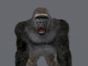 King Kong Silverback Gorilla 8K- 3d animated 3D-Modell