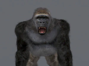 King Kong Silverback Gorilla 8K- 3d animated 3D Model