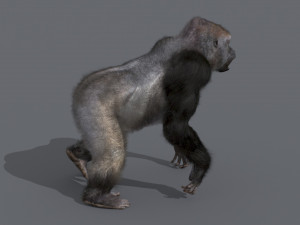 King Kong Silverback Gorilla 8K- 3d animated 3D-Modell