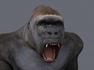 King Kong Silverback Gorilla 8K- 3d animated 3D-Modell