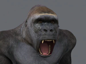 King Kong Silverback Gorilla 8K- 3d animated 3D Model