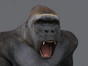 King Kong Silverback Gorilla 8K- 3d animated 3D Model