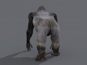 King Kong Silverback Gorilla 8K- 3d animated 3D-Modell