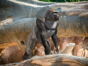 King Kong Silverback Gorilla 8K- 3d animated 3D-Modell