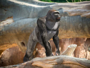 King Kong Silverback Gorilla 8K- 3d animated 3D Model