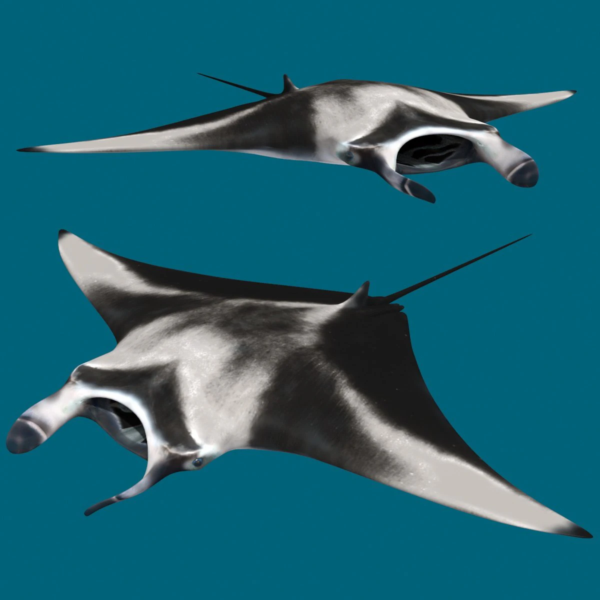 Manta Ray 8K- 3d animated 3D Model .c4d .max .obj .3ds .fbx .stl .blend 