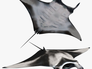 Manta Ray 8K- 3d animated Model 3D