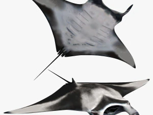 Manta Ray 8K- 3d animated 3D Model