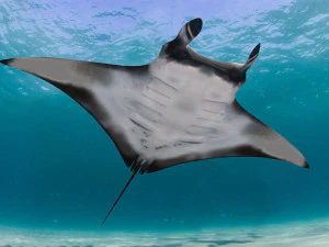 Manta Ray 8K- 3d animated 3D Model