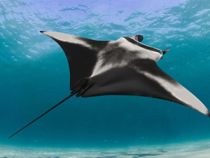 Manta Ray 8K- 3d animated Model 3D