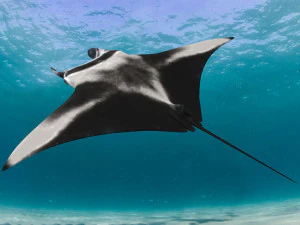 Manta Ray 8K- 3d animated 3D Model