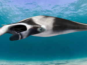 Manta Ray 8K- 3d animated Model 3D