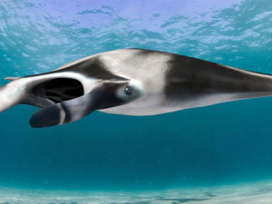 Manta Ray 8K- 3d animated 3D Model