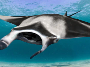 Manta Ray 8K- 3d animated 3D Model