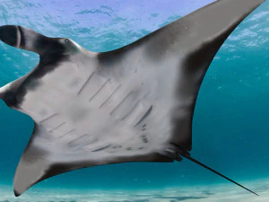 Manta Ray 8K- 3d animated 3D Model