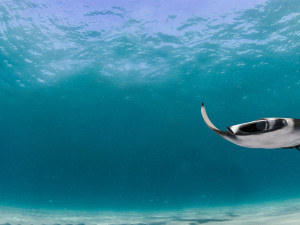 Manta Ray 8K- 3d animated Model 3D