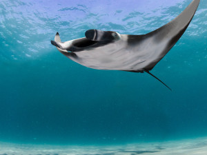 Manta Ray 8K- 3d animated Model 3D