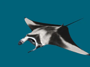Manta Ray 8K- 3d animated 3D Model