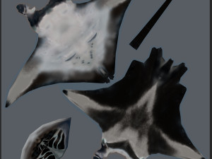 Manta Ray 8K- 3d animated Model 3D