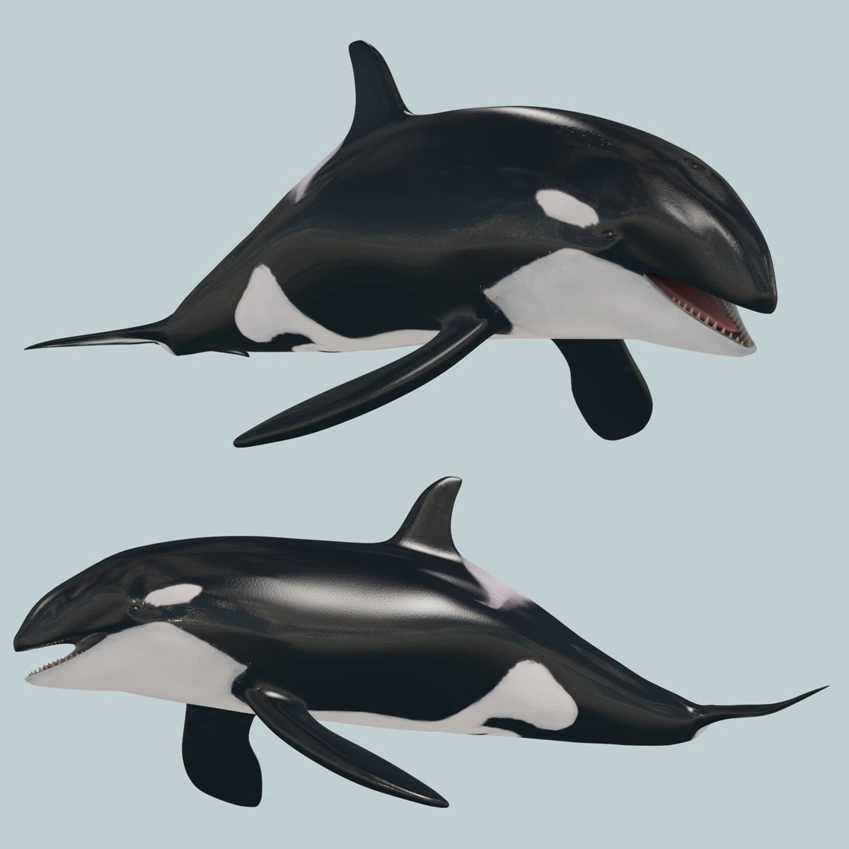 Killer Whale 8K- 3d animated 3D Model .c4d .max .obj .3ds .fbx .stl .blend 