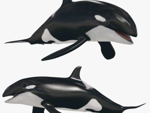 Killer Whale 8K- 3d animated 3D Model