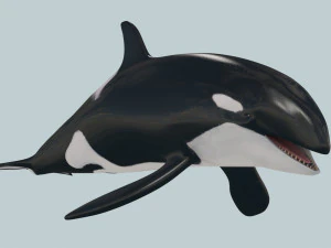 Killer Whale 8K- 3d animated 3D Model