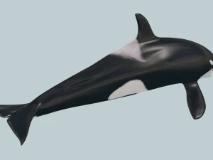 Killer Whale 8K- 3d animated 3D Model