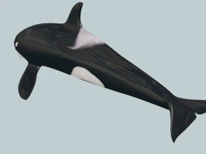 Killer Whale 8K- 3d animated 3D Model