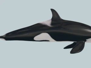 Killer Whale 8K- 3d animated 3D Model