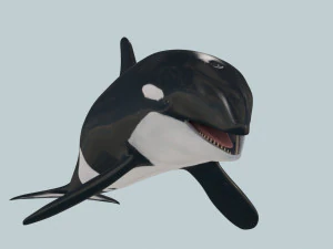 Killer Whale 8K- 3d animated 3D Model
