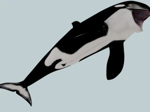 Killer Whale 8K- 3d animated 3D Model