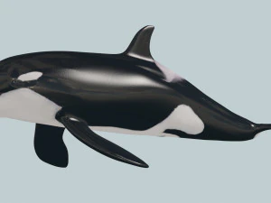 Killer Whale 8K- 3d animated 3D Model
