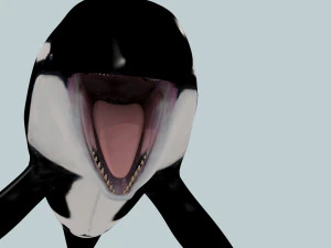 Killer Whale 8K- 3d animated 3D Model