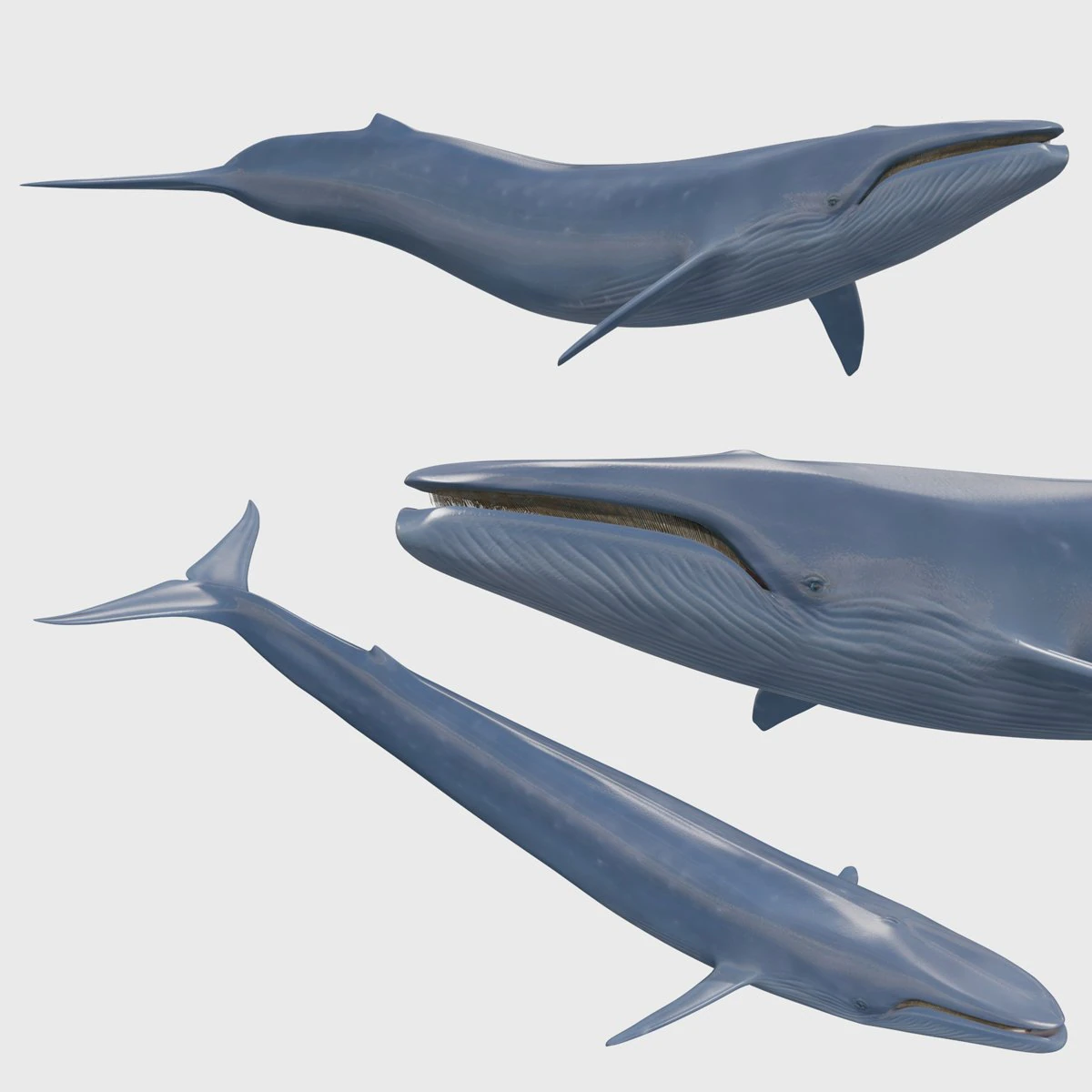 Accurate Blue Whale - 3d animated 3D Model .c4d .max .obj .3ds .fbx .stl .blend 