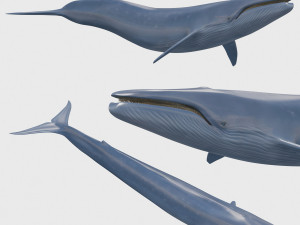 Accurate Blue Whale - 3d animated Modelo 3D