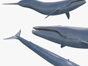 Accurate Blue Whale - 3d animated 3D Model