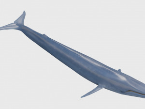Accurate Blue Whale - 3d animated Model 3D