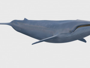 Accurate Blue Whale - 3d animated Model 3D