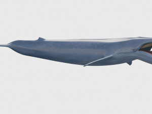 Accurate Blue Whale - 3d animated Model 3D